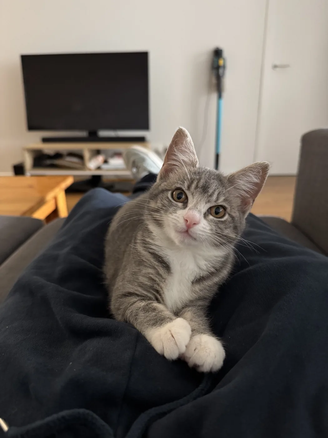 A grey tabby foster kitten sitting up on Noah’s lap in his living room